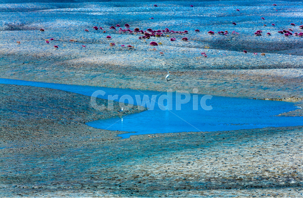 영종도,갯벌,썰물,바닷가,포구,환경,자연,풍경,nature,landscape,동물,animal,조류,새,birds