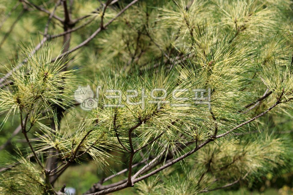 pine tree,plant,tree,golden pine tree