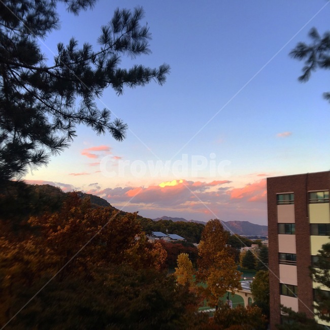 tree,나무,plant,식물,nature,자연,노을,일몰,하늘,sky,풍경,경치