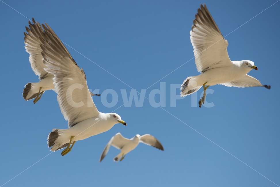 갈매기,하늘,날다,날개,푸른하늘,스카이,동물,새,sky,animal,gulls,bird,wings,fly,skyblue,blue,nature,동물,animal,조류,새,birds