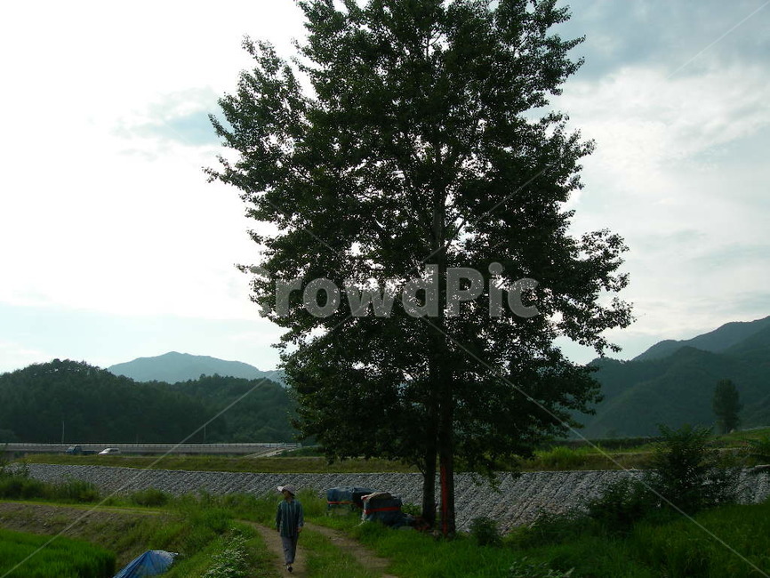 나무,사람,시골,길,산책,여름,자연,산,농촌,걷기,큰나무,tree,person,country,way,road,walking,summer,nature,mountain,bigtree,아줌마,아주머니,woman