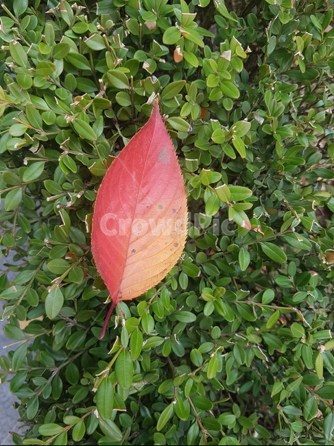 낙엽,떨어진낙엽,이쁜낙엽,가을,쓸쓸함,가을,계절,fall,autumn,season,leaf,잎,plant,식물