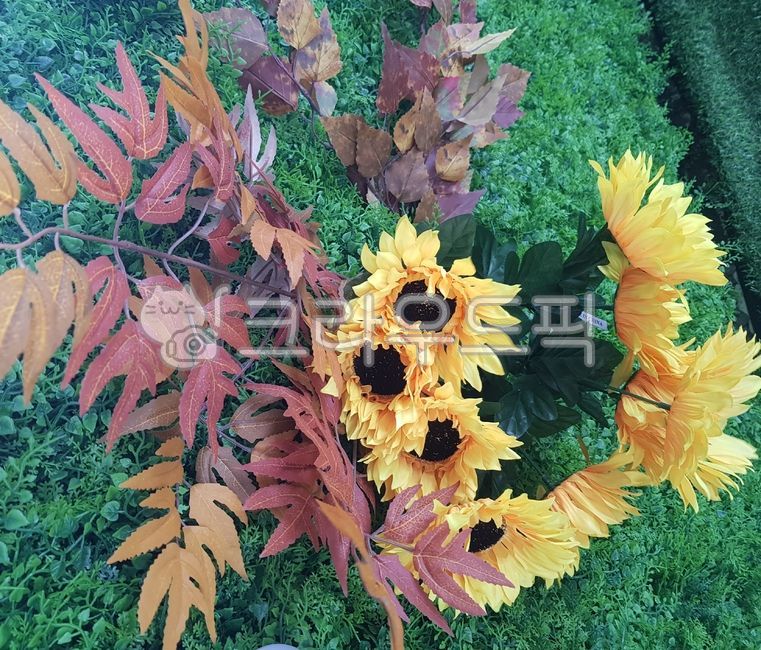 가을,해바라기,축제,씨앗,해,잎사귀,꽃잎,꽃,vegetation,초목