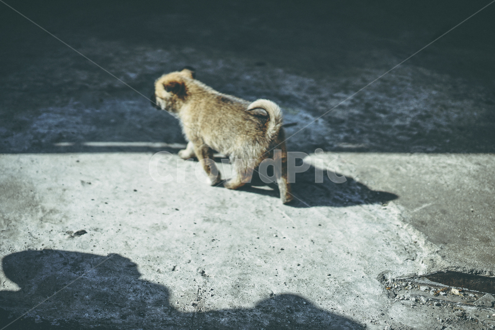 강아지,개,반려동물,애완동물,사랑,동물,animal,포유류,mammal,개,강아지,dog,doggy,감성,sensible,feeling