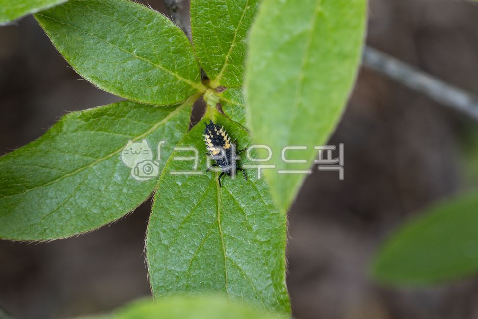 beetle,ladybird,insect,ladybug,ladybugs