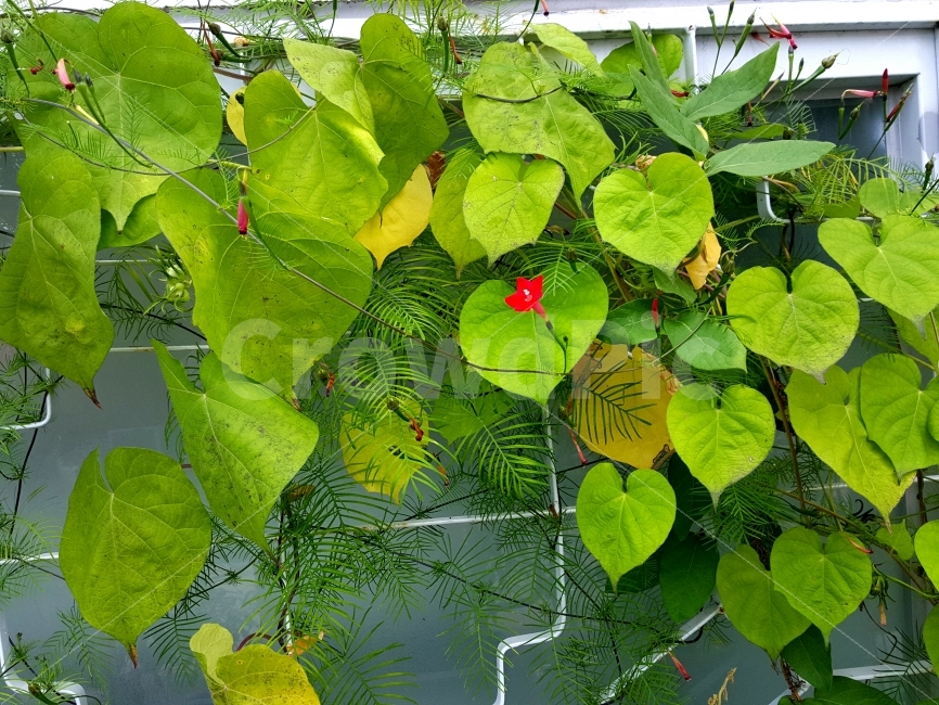 꽃,식물,빨간꽃,나뭇잎,창틀,식물,자연,plants,nature,꽃,flower
