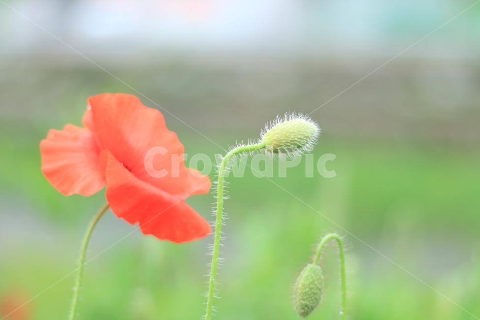 여름,시작,양귀비,위안,꽃,식물,자연,plants,nature,꽃,flower