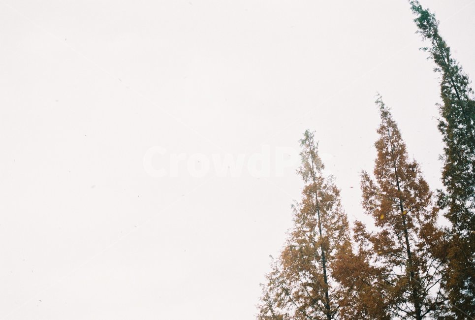 나무,세그루,친구,삼총사,가을,하늘,가을,계절,fall,autumn,season,식물,자연,plants,nature,나무,trees,wood,tree,plant,fir,전나무