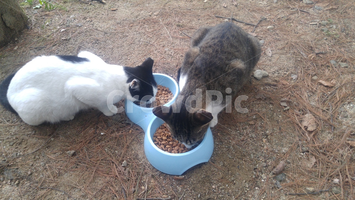 고양이,길고양이,아기고양이,동물,들고양이,동물,animal,포유류,mammal,고양이,cat,kitten,kitty