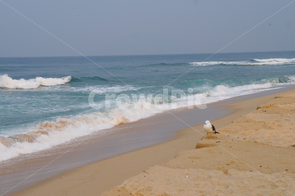 바다,갈매기,외로움,시원함,청량감,파도,자연,풍경,nature,landscape,해변,바다,beach,sea,동물,animal,조류,새,birds,outdoors,옥외,ocean,대양,water,물,bird,shoreline,해안선