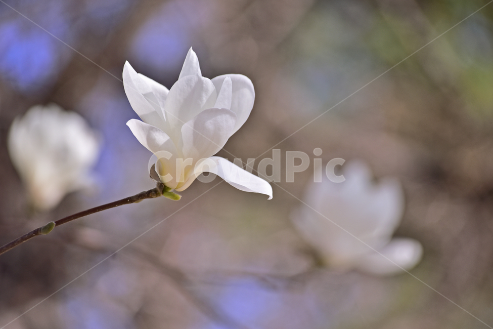 macro,close up,white flower,blossom,Spring background,magnolia flower,spring flowers,outdoor,magnolia,petal,outdoors,background,affix,plant,season,tree flower