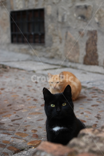 cat,two,ablackcat,abrowncat,cute,spanishstreet,고양이,두마리,검은고양이,갈색고양이,귀여운,스페인거리