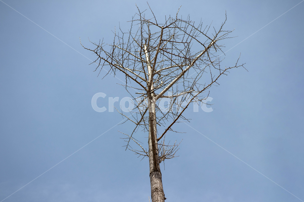 하늘,나무,감성,앙상한,가지,파란,깨끗한,나무,trees,wood