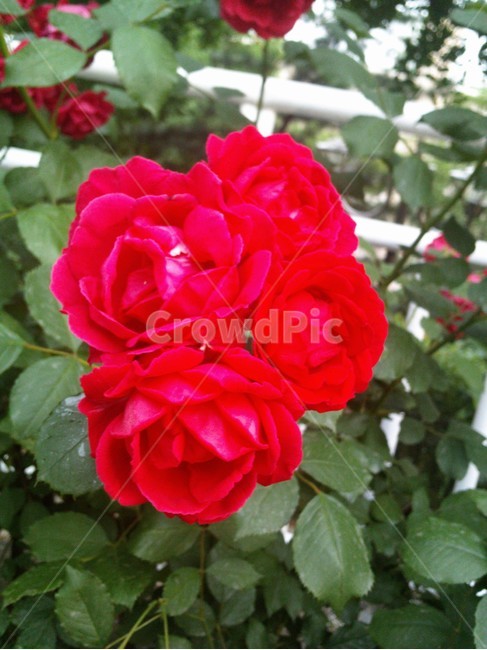 식물,blossom,꽃,rose,장미,flower,식물,자연,plants,nature,꽃,flower