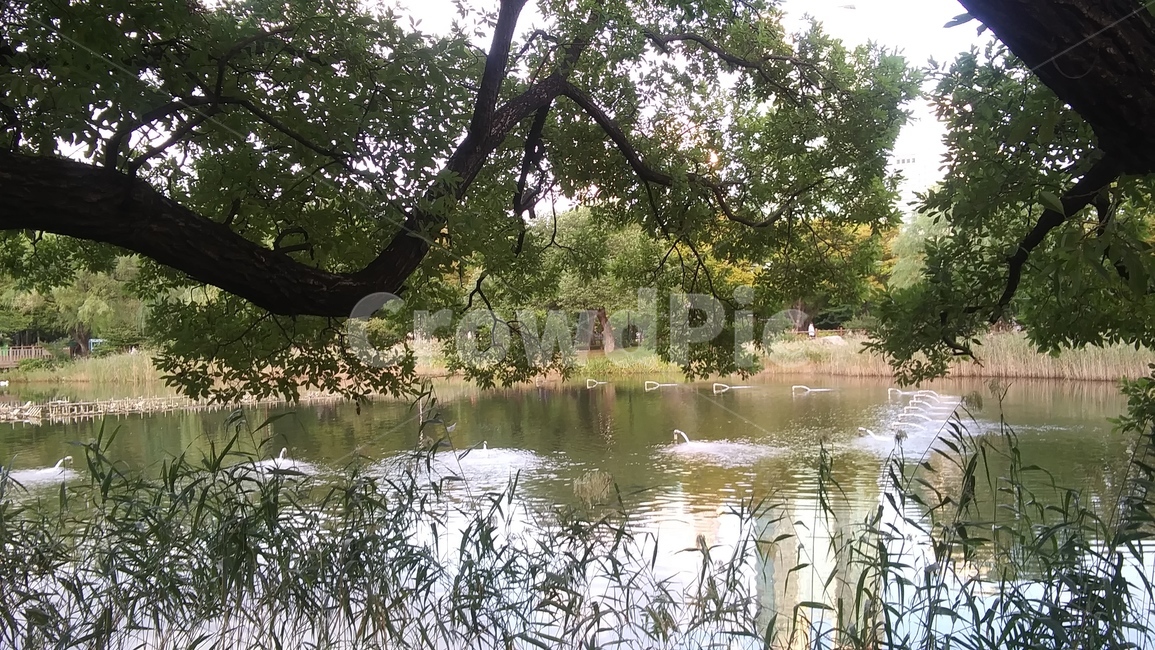 nature,자연,water,물,outdoors,tree,나무,plant,식물,공원,녹색,전원,풍경,여름,가을,산책,자연,풍경,nature,landscape
