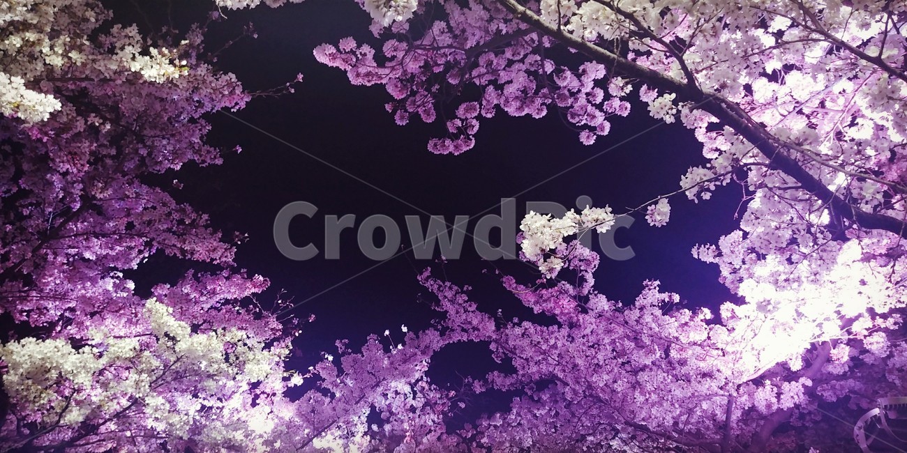벚꽃,밤하늘,조명,하트,핑크,꽃,봄,계절,spring,season,야경,밤,풍경,nightscape,night,landscape,plant,식물,blossom,꽃,flower