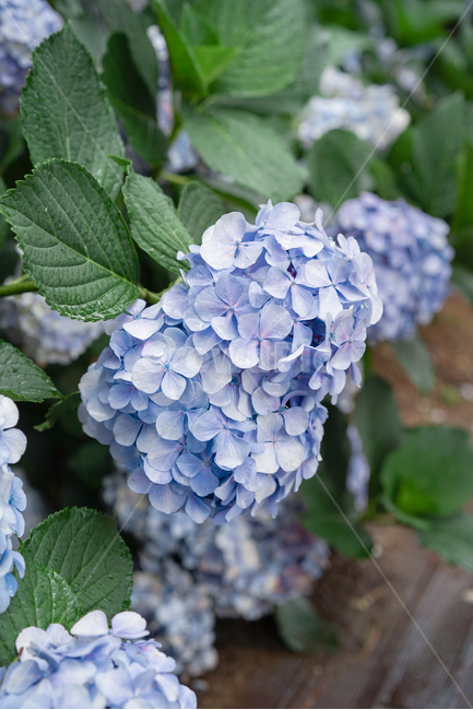 수국,hydrangea,꽃,flower,꽃밭,식물,자연,plants,nature,꽃,flower