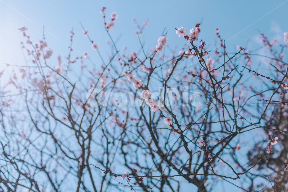 후쿠오카,다자이후,자유여행,봄,매화꽃,봄,계절,spring,season,식물,자연,plants,nature,꽃,flower,감성,sensible,feeling,plant