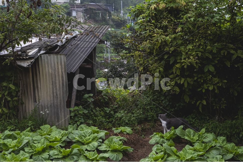 고양이,시골,cat,animal,오래된,옛날,분위기,old,town,밭,동물,animal,포유류,mammal,고양이,cat,kitten,kitty