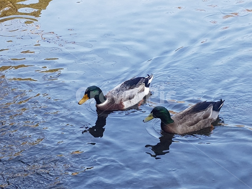 오리,호수,풍경,물가,천둥오리,동물,animal,조류,새,birds