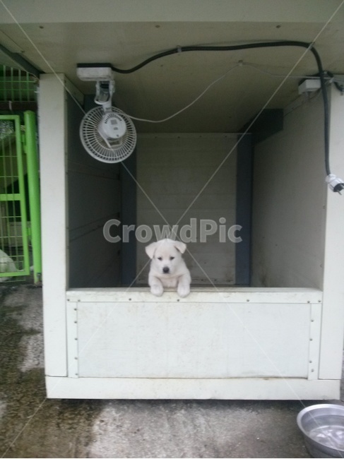 개집,선풍기,강아지,개팔자,개팔자상팔자,동물,animal,포유류,mammal,개,강아지,dog,doggy