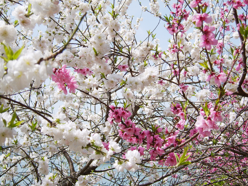 벚꽃,꽃,flower,식물,blossom,식물,자연,plants,nature,꽃,flower
