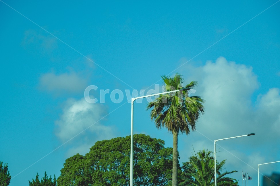 가로등,하늘,arecaceae,plant,식물,야자수,palmtree,나무,tree