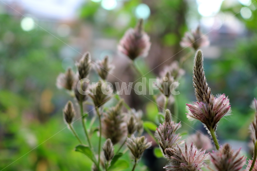 프틸로투스,꽃,프틸로투스꽃,비름과,식물,자연,식물원,식물,자연,plants,nature,꽃,flower