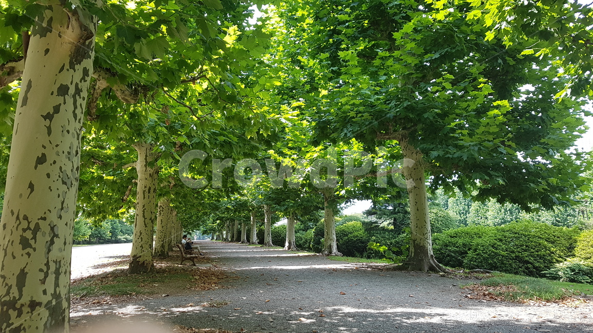 tree,나무,plant,식물,treetrunk,나무줄기