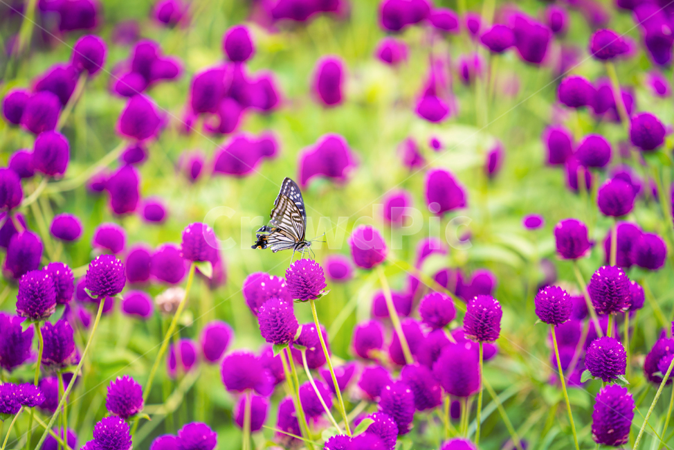 천일홍,꽃,나비,곤충,식물,식물,자연,plants,nature,꽃,flower,동물,animal,곤충,벌레,insect,bug