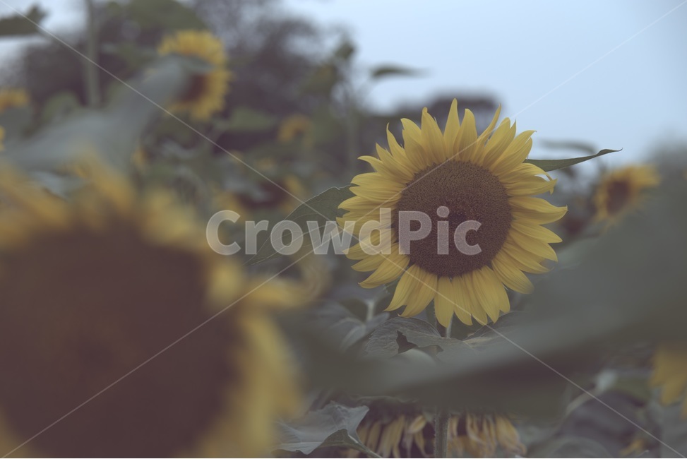 sunflower,가을,외로움,해바라기,쓸쓸함,찬바람,공원,가을,계절,fall,autumn,season,식물,자연,plants,nature,꽃,flower,감성,sensible,feeling,plant,blossom