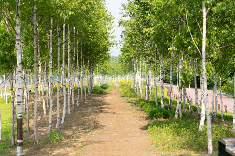 산책로,자작나무,숲길,공원,나무,birch,자연,풍경,nature,landscape,식물,plants,나무,trees,wood,휴식,힐링,rest,relaxation,healing,tree,plant,자작 나무