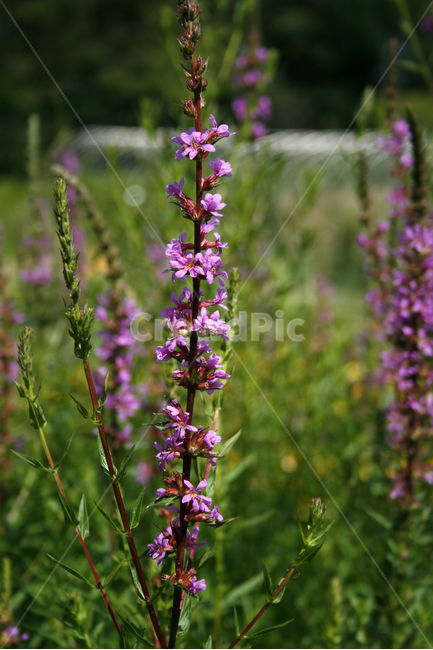 부처꽃,식물,flower,plants,nature,꽃,꽃봉오리,꽃밭,식물,자연,plants,nature,꽃,flower
