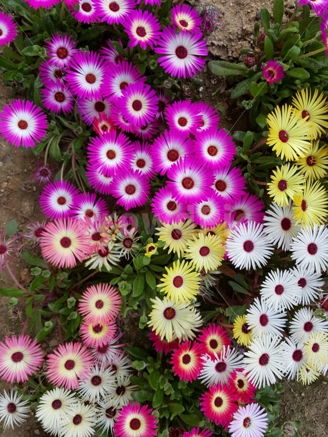 곷,구절초,색채,가을,식물,식물,자연,plants,nature,꽃,flower