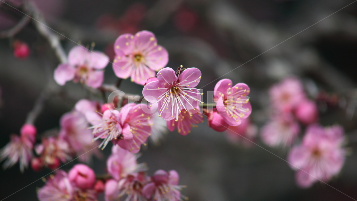 매화,홍매화,식물,japaneseapricot,prunusmume,봄꽃,봄,식물,자연,plants,nature,꽃,flower