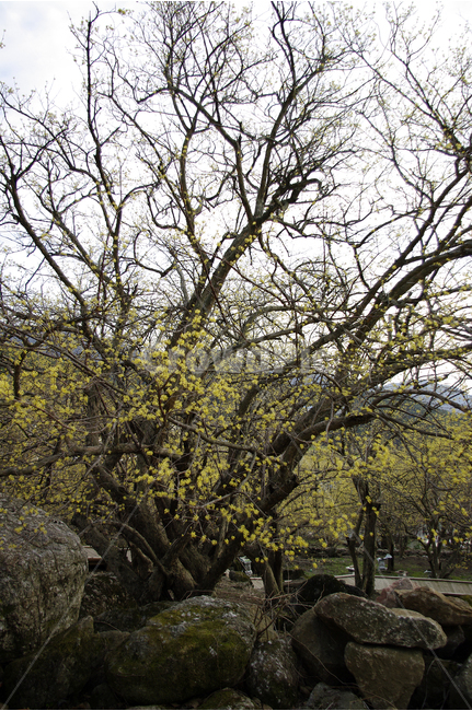 산수유,나무,꽃봉오리,봄,봄날,봄풍경,봄꽃,감성,spring,flower,봄길,산책,봄나들이,식물,꽃,돌담,봄,계절,spring,season,식물,자연,plants,nature,나무,trees,wood,tree,tree trunk,나무 줄기,plant