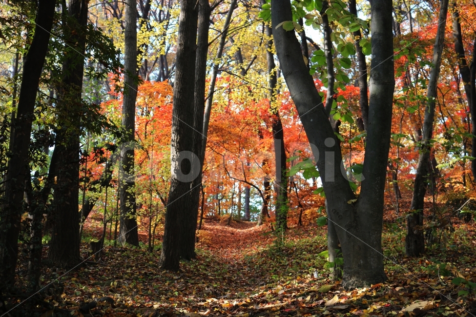 나무,숲,가을,자연,숲속,단풍,계절,아름다운,산속,산,나뭇가지,나뭇잎,아침,화창한,햇빛,햇볕,주황색,휴식,운동,휴가,가을,계절,fall,autumn,season,자연,풍경,nature,landscape,식물,plants,나무,trees,wood,tree,plant,leaf,잎,tree trunk,나무 줄기