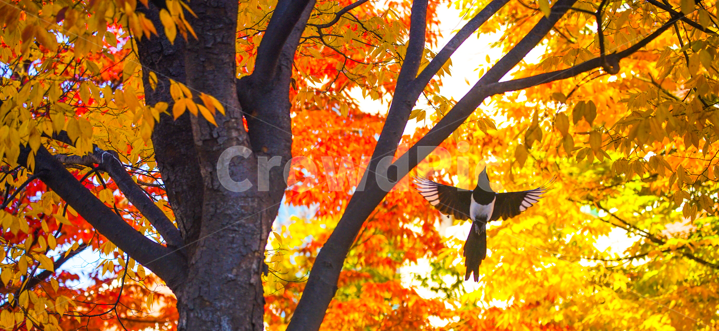 까치,나무,가을,단풍,조류,새,계절,추색,가을,계절,fall,autumn,season,식물,자연,plants,nature,나무,trees,wood,동물,animal,조류,새,birds,leaf,잎,plant,tree