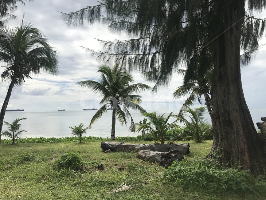 summer,여름,tropical,sea,바다,야자수,사이판,자연,nature