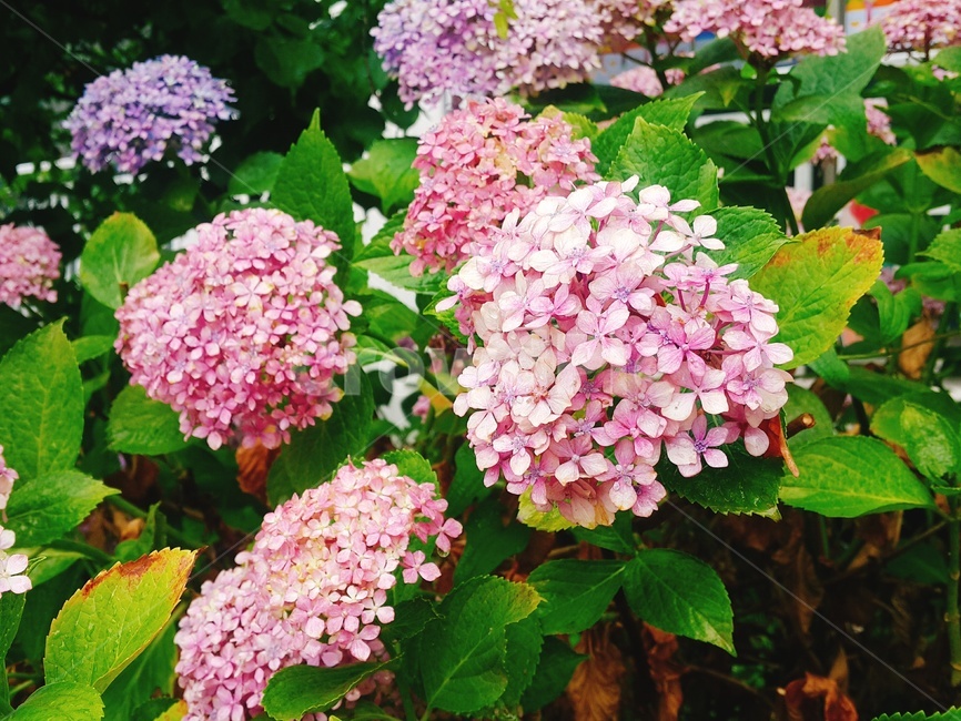 plant,식물,꽃,flower,수국