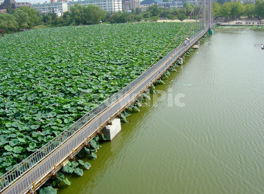 전주,덕진공원,연못,연꽃,공원,자연,풍경,nature,landscape,building,건물,bridge,다리,boardwalk,산책로