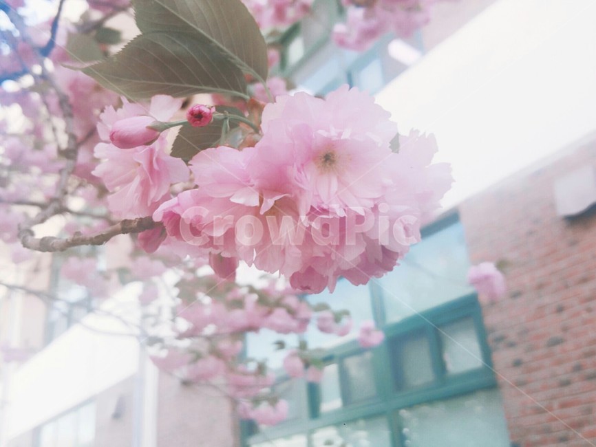 겹벚꽃,벚꽃,꽃,나무,벚꽃나무