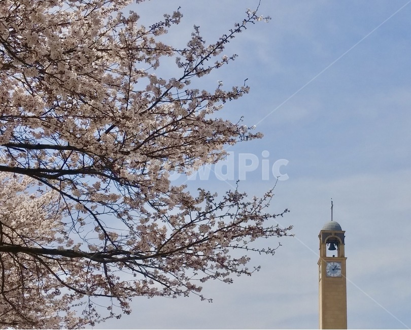 벚꽃,시계탑,cherryblossom,tower,spring,식물,자연,plants,nature,꽃,flower