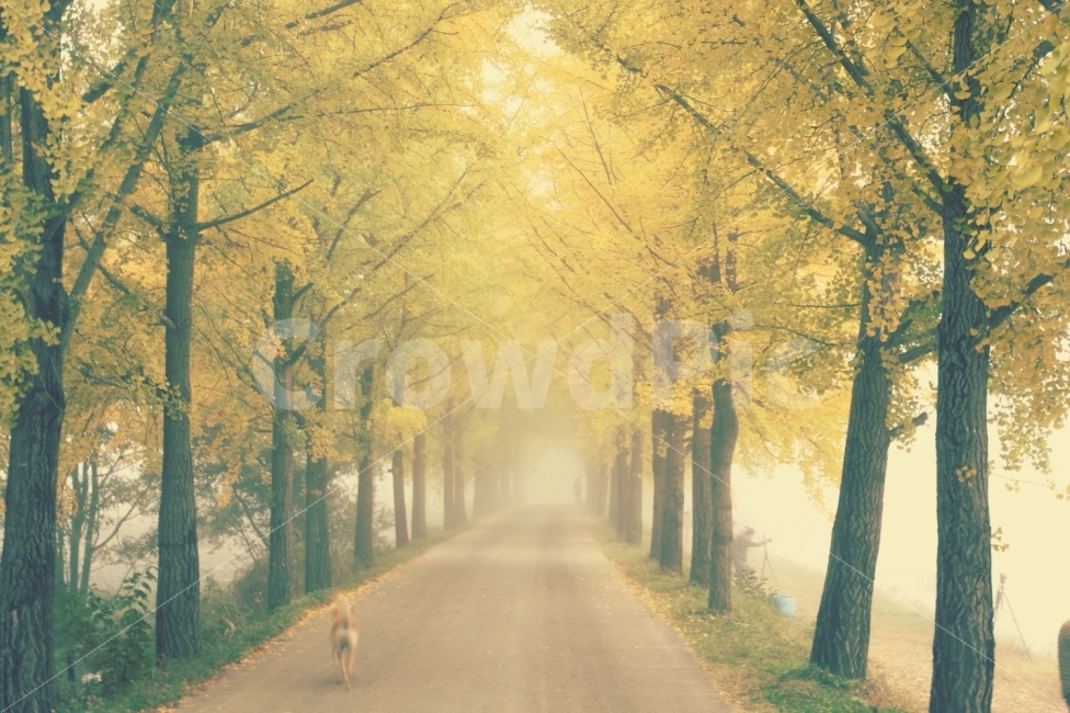 문광저수지,은행나무길,가을,산책,안개,가을,계절,fall,autumn,season,자연,풍경,nature,landscape,한국자연풍경,한국자연경관,korea nature landscape,식물,plants,나무,trees,wood,outdoors,옥외,weather,날씨