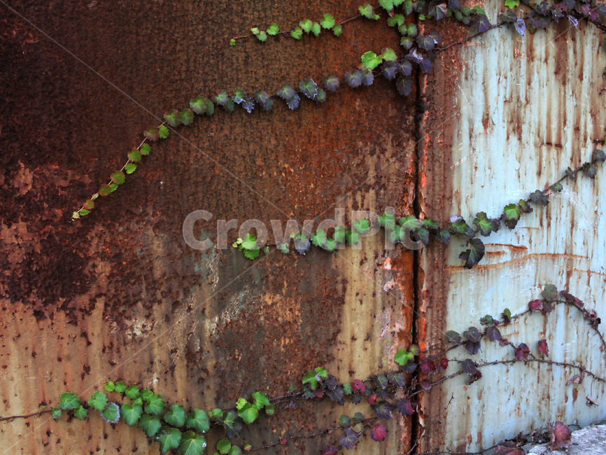 부식,생명,초록,브라운,식물,plant,corrosion,식물,자연,plants,nature
