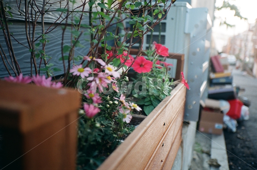 화분,꽃,화단,싱그러운,산뜻한,pottedplant,plant,pottery,도기류,jar,병장식,vase,식물,담벼락,아날로그,필름사진,filme,analog,filmephotography,flower