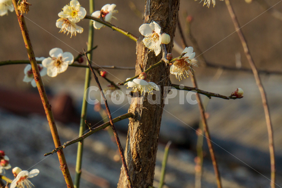 꽃,봄,흰꽃,나무,매화,매화꽃,꿀벌,봄,계절,spring,season,식물,자연,plants,nature,꽃,flower,plant