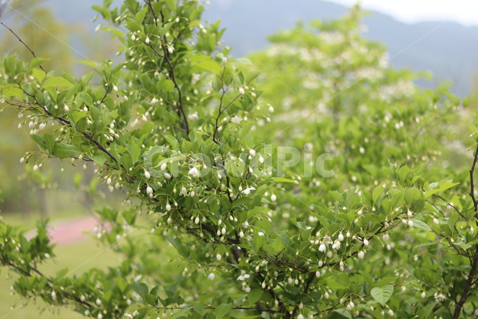 때죽나무꽃,흰색,꽃봉오리,봄,낮,봄,계절,spring,season,식물,자연,plants,nature,꽃,flower,plant,bush,부시,vegetation,초목