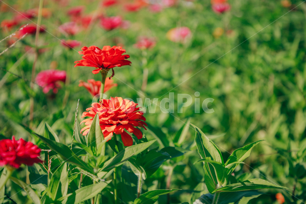 자연,식물,꽃,백일홍,초록,flower,식물,자연,plants,nature,꽃,flower