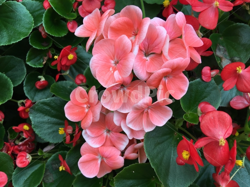 제라늄,꽃,식물,자연,분홍꽃,분홍색,붉은꽃,빨간꽃,녹색,식물,자연,plants,nature,꽃,flower